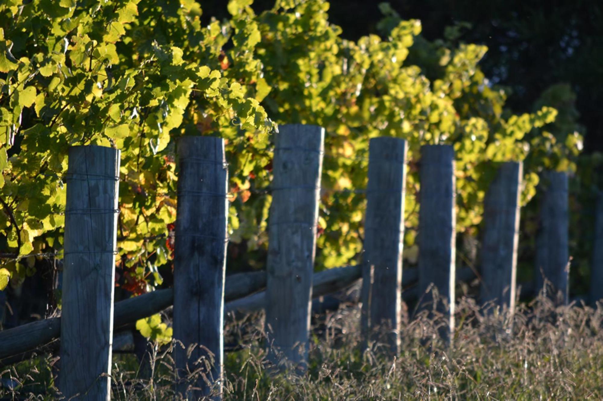Pine Hill Lodge In Vineyard Mapua Екстериор снимка