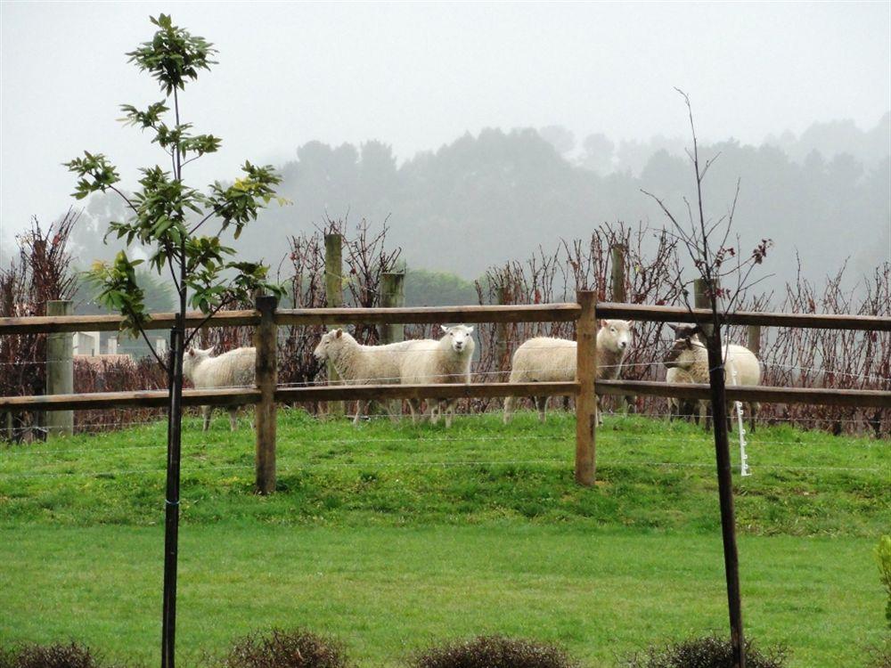 Pine Hill Lodge In Vineyard Mapua Екстериор снимка
